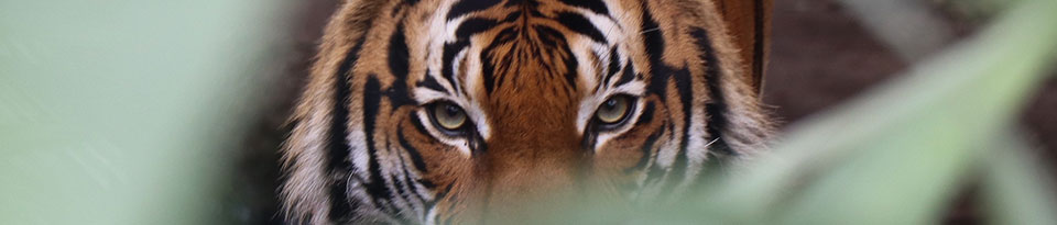 Zoo