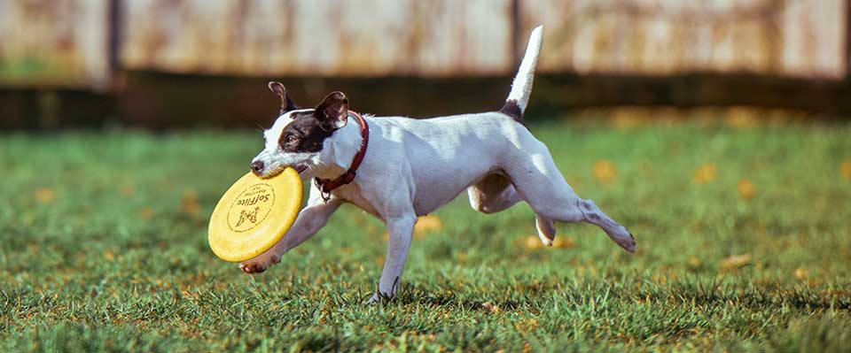 Frisbee Dog